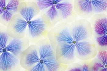 Blue and White Hydrangea Flowers | Obraz na stenu