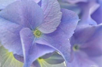 Blue Hortensia | Obraz na stenu