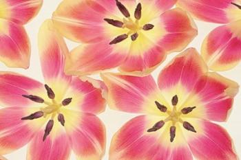 Cerise and Yellow Tulips | Obraz na stenu