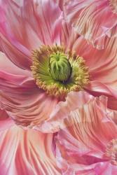 Cerise Pink Poppy | Obraz na stenu