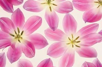 Cerise Pink Tulips | Obraz na stenu