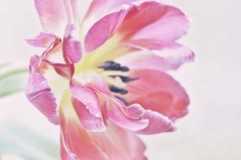 Cerise Tulip | Obraz na stenu