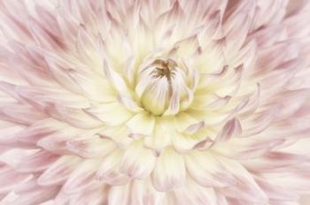 Dahlia Flower | Obraz na stenu