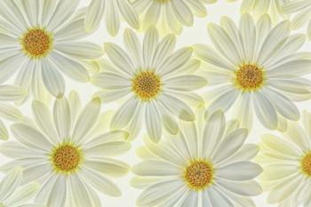 Daisy Flowers | Obraz na stenu