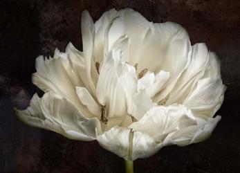 Double White Tulip | Obraz na stenu
