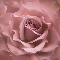 Misty Rose Pink Rose | Obraz na stenu