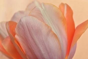 Orange Glowing Tulip | Obraz na stenu