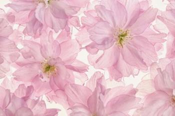 Pink Cherry Blossom | Obraz na stenu