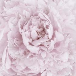 Pink Peony Flower | Obraz na stenu