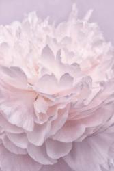 Pink Peony Petals I | Obraz na stenu