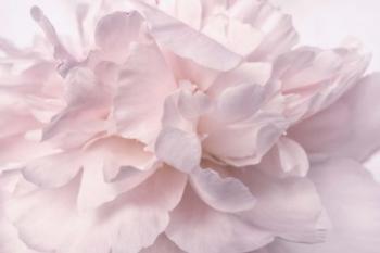 Pink Peony Petals II | Obraz na stenu