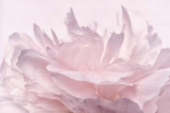 Pink Peony Petals III | Obraz na stenu