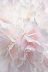 Pink Peony Petals IV | Obraz na stenu