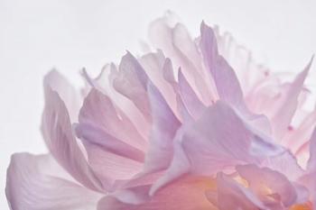 Pink Peony Petals VI | Obraz na stenu