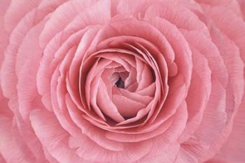 Pink Persian Buttercup Flower | Obraz na stenu