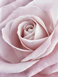 Pink Rose | Obraz na stenu