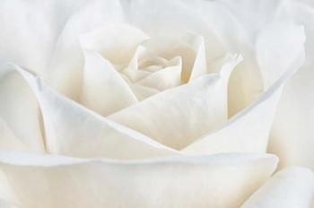 Pure White Rose | Obraz na stenu