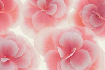 Rose Begonia Flowers | Obraz na stenu