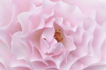 Rose Pink Rose | Obraz na stenu