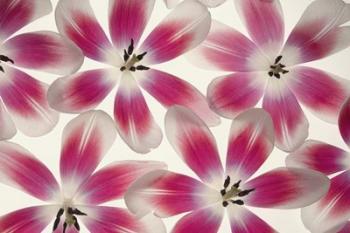 Ruby Red and White Tulips | Obraz na stenu