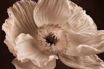 Sepia Poppy I | Obraz na stenu