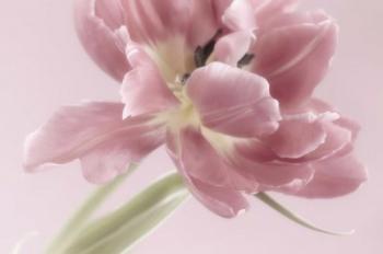 Soft Pink Tulip | Obraz na stenu