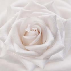 Soft White Rose | Obraz na stenu