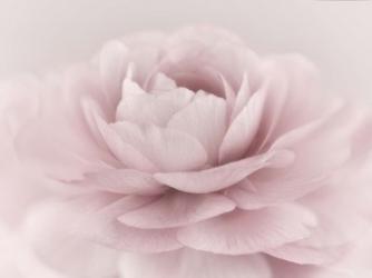 Stylisch Rose Pink | Obraz na stenu