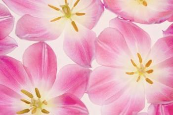 Three Cerise Pink Tulips | Obraz na stenu