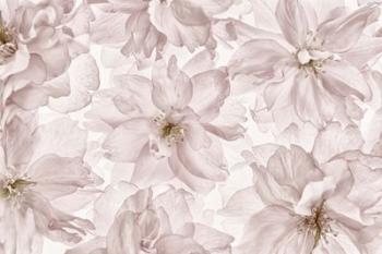 Translucent Cherry Blossom | Obraz na stenu
