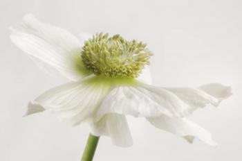 White Anemone Flower | Obraz na stenu