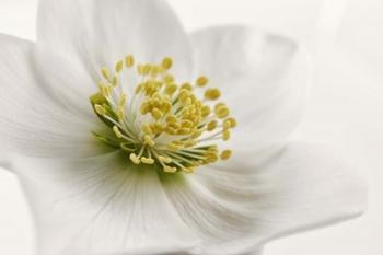 White Helleborus | Obraz na stenu