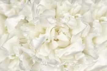 White Peony Flower | Obraz na stenu