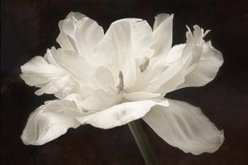 White Tulip I | Obraz na stenu