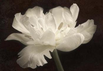 White Tulip II | Obraz na stenu