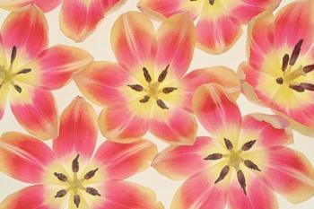 Yellow and Coral Red Tulips | Obraz na stenu