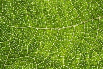 Green Leaf Texture | Obraz na stenu