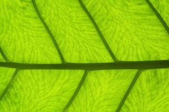 Leaf Texture III | Obraz na stenu