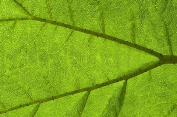 Leaf Texture IV | Obraz na stenu