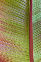 Leaf Texture VI | Obraz na stenu