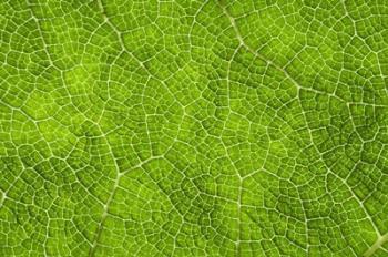 Leaf Texture VII | Obraz na stenu
