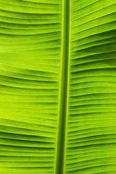 Leaf Texture VIII | Obraz na stenu