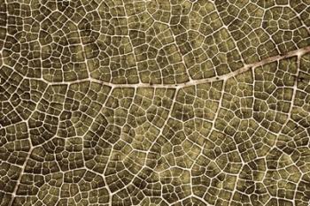 Sepia Leaf Texture | Obraz na stenu
