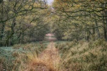 Autumn Walk | Obraz na stenu