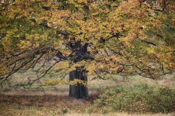 Beech Tree | Obraz na stenu