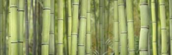 Bamboo Scape | Obraz na stenu