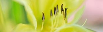 Day Lily Scape | Obraz na stenu