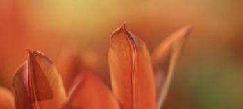 Duc van Tol Orange Tulip | Obraz na stenu