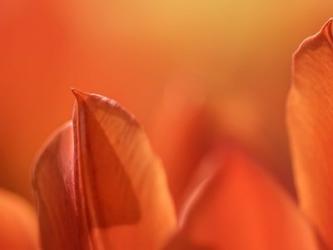 Duc van Tol Orange Tulip | Obraz na stenu