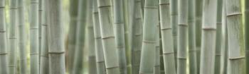 Grey Bamboo Scape | Obraz na stenu